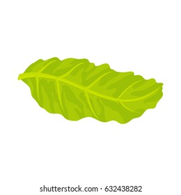 Floating lettuce leaf.  Menu or a recipe illustration. Fresh and tasty food or cooking ingredient isolated on white background. 