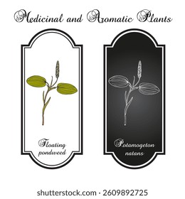 Floating pondweed (Potamogeton natans), medicinal and edible plant. Hand drawn botanical vector illustration