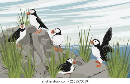 A flock of Atlantic puffins on a rocky seashore. Scandinavian bird Fratercula arctica or common puffin. Realistic vector landscape