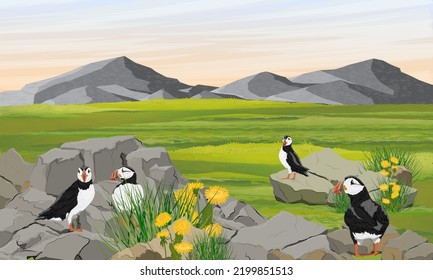 A flock of Atlantic puffins in a valley by the ocean. Scandinavian bird Fratercula arctica or common puffin. Realistic vector landscape svg
