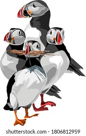 A flock of Atlantic Puffins vector on white background 