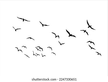 flock of bird new design art