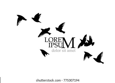 Flock of birds