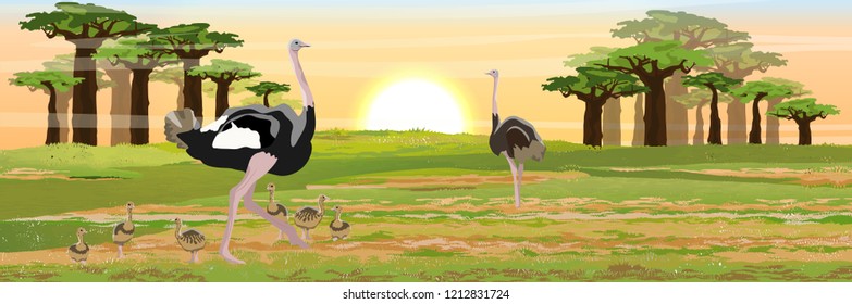 A flock of birds of African ostriches their chicks walks on the savannah. High baobabs at sunset or dawn. Wildlife of Africa. Realistic vector landscape.