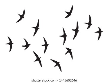 Flock of Birds, Black and White Vector Design