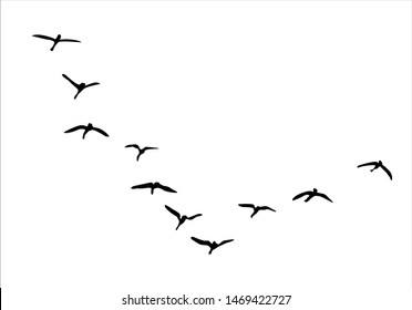 Flock of Birds, Black and White Vector Design