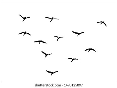 Flock of Birds, Black and White Vector Design Group Pushes to Save Migratory Birds