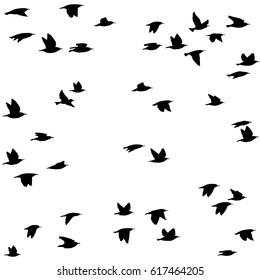 Flock of birds. Black and white vector.
