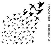A flock of birds. flying black swallows on a white background. Tattoo, print on t-shirt, autumn, spring, sky.