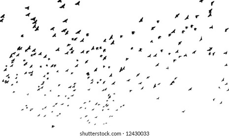 a flock of birds flying off; black and white vector illustration