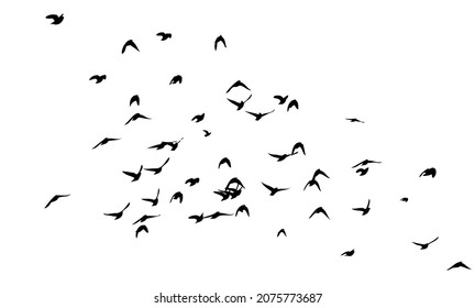 a flock of birds flying off. black and white vector illustration