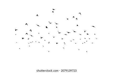 a flock of birds flying off. black and white vector illustration