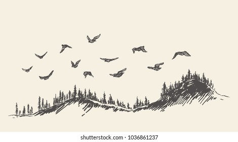 A Flock Of Birds Flying Over A Fir Forest, Vector Illustration, Hand Drawn, Sketch