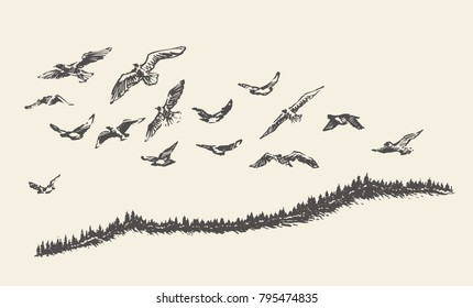 A flock of birds flying over a fir forest, vector illustration, hand drawn, sketch