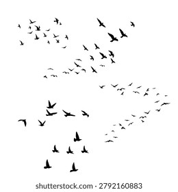 Flock of birds flying over pine trees silhouette vector. Migrating birds and forest tree tops landscape element for outdoor and adventure designs.
