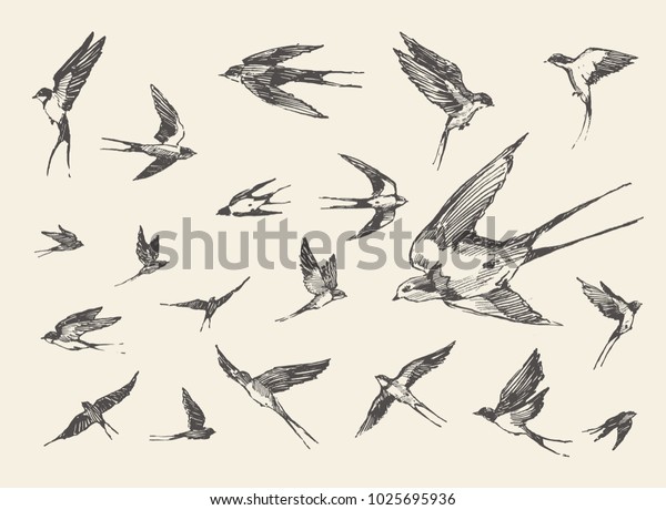 鳥の群れ 飛ぶツバメ 手描きのベクトルイラスト スケッチ のベクター画像素材 ロイヤリティフリー