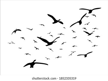 flock birds hand drawn design vector