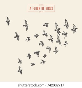 A flock of birds, hand drawn vector illustration, sketch