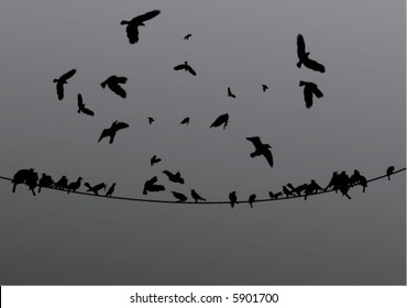 Flock Of Birds On A Power Line