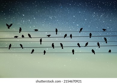 Flock of birds on wires. Jackdaws sit on power lines. Night starry sky
