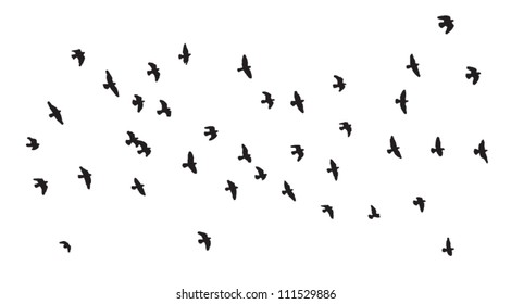flock birds silhouette