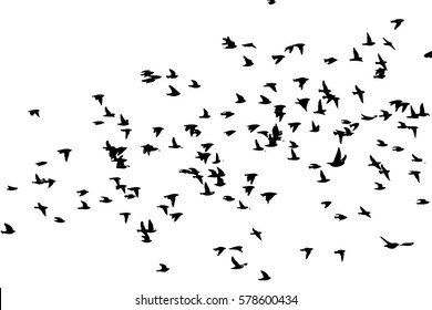 Flock of birds silhouette. Vector