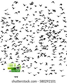 Flock of birds silhouette. Vector