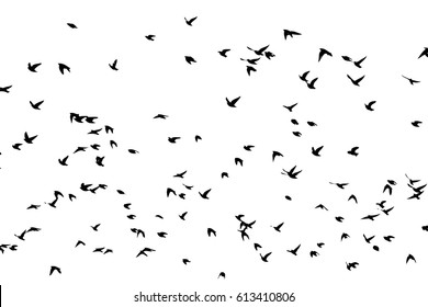 Flock of birds silhouette. Vector