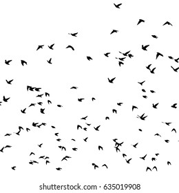 Flock of birds silhouette. Vector