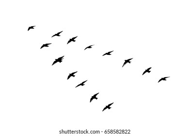 Flock of birds silhouette. Vector