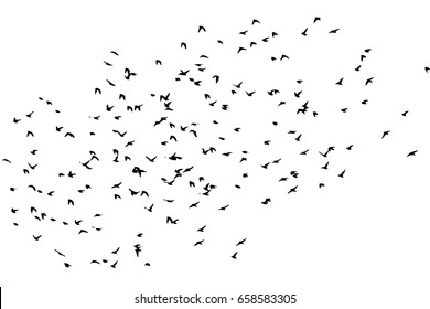 Flock of birds silhouette. Vector
