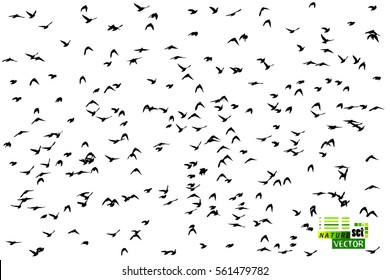 flock of birds. Vector.