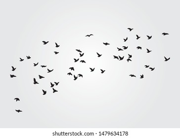 Flock Birds  Vector Design