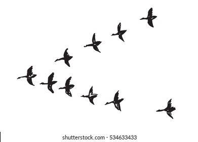 a flock of birds vector illustration