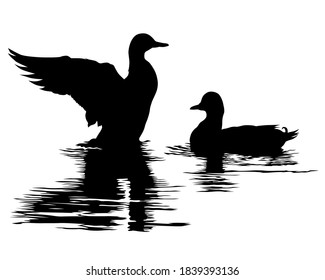 Flock of birds in water. Isolated silhouette on white background