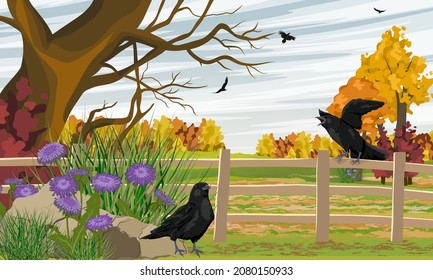 A flock of black crows near the autumn field. Crows sit on an old fence near the thickets of asters and fly over the field. Wild crow Corvus corax. Realistic vector landscape