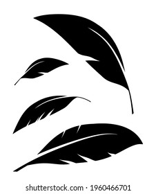 Flock of black feathers falling isolated on white background. Vector