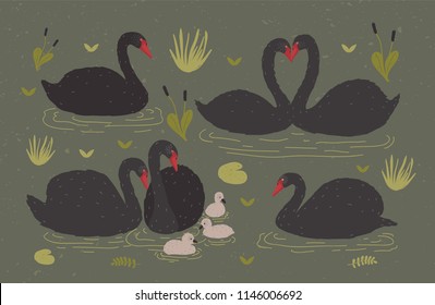 Flock of black swans and brood of cygnets floating together in pond or lake among water plants. Gorgeous wild birds, waterfowl. Flat colorful hand drawn vector illustration in cartoon style