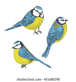 Flock of blue tits isolated over white background. set of birds. vector illustration