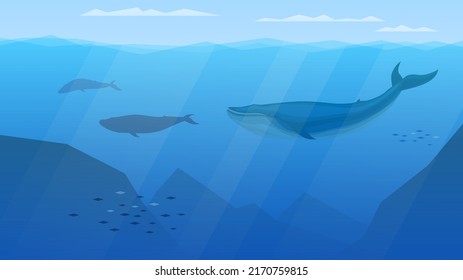 Flock of blue whales underwater