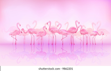 Flock of caribbean flamingos