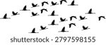Flock of Cranes Flying in V-Formation Silhouette on White Background