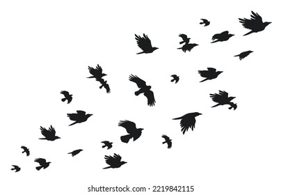 Flock of crows. Flying black birds in sky monochrome flutter raven silhouette, migrating flight group of wild rooks ornithology concept. Vector illustration. Gothic animals with wings flying together