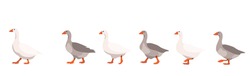 Flock Of Domestic Geese Isolated On White Background, Geese Covey Follows The Leader