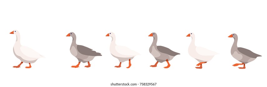 Flock of domestic geese isolated on white background, geese covey follows the leader