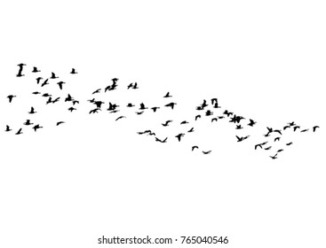 Flock of ducks floating on sky on a white background