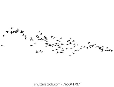 Rebanho de patos flutuando no céu sobre um fundo branco