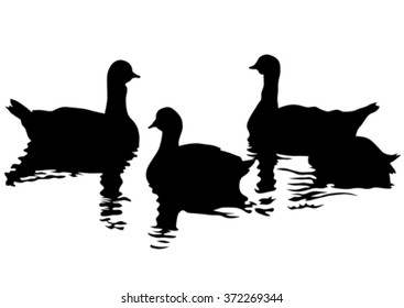 Flock of ducks floating on water on a white background