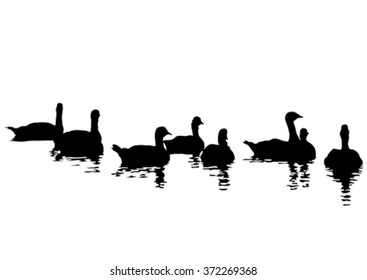 Flock of ducks floating on water on a white background