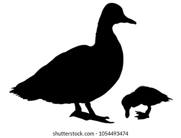 Flock of ducks in nature on a white background